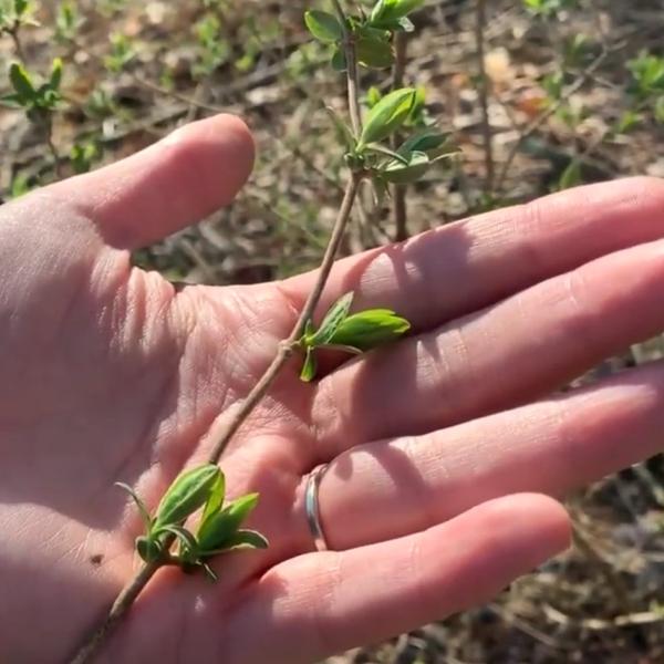 We Need Your Help! Tracking the Phenology of Invasive Plants Vermont